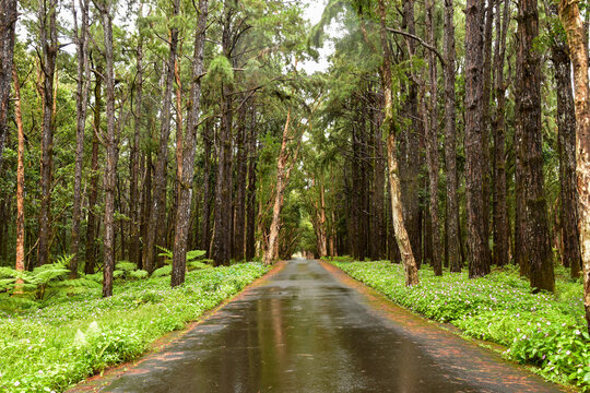 road in the woods