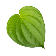 Green betel leaf isolated on alpha background