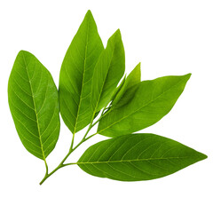 Green leaf isolated on alpha background