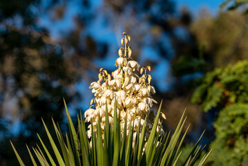 Yucca gigantea (Yucca elephantipes, Yucca guatemalensis) is a yucca species that is native to Israel.
