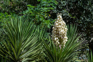 Yucca gigantea (Yucca elephantipes, Yucca guatemalensis) is a yucca species that is native to Israel.