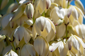 Obraz premium Yucca gigantea (Yucca elephantipes, Yucca guatemalensis) is a yucca species that is native to Israel.