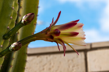 Detail of prickly pearin the wilds, Utah, long cactus flower