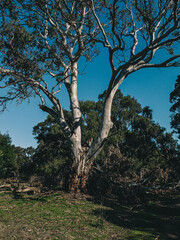 tree in the park