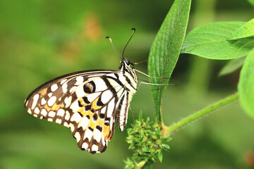 Fototapeta na wymiar Lime(Chequered Swallowtail) Butterfly,a beautiful colorful butterfly resting on the green leaf in the garden 