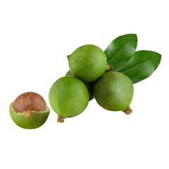 Shelled macadamia nuts isolated on alpha background
