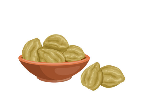 Vector illustration, candlenut or kukui nut, also called indian walnut, scientific name Aleurites moluccanus, isolated on white background.