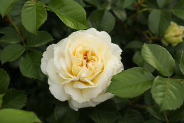 Closeup view of beautiful blooming rose bush outdoors