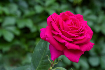 Bush with beautiful blooming rose in garden on sunny day, closeup. Space for text