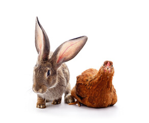 Calm gray rabbit and interested chicken.