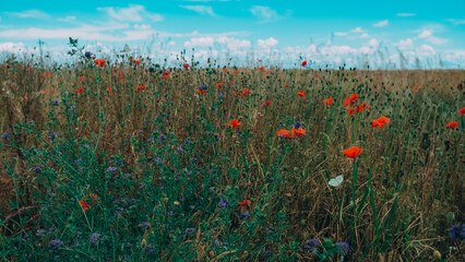 Summer field with red poppies, blue cornflowers, wheat and a soaring butterfly