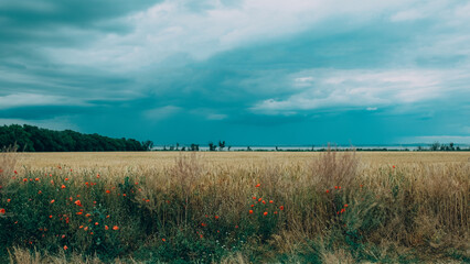 A summer field with red poppies, blue cornflowers, wheat and trees in the distance