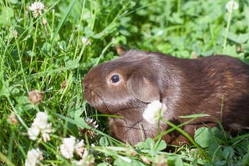 A guinea pig is eating clover in the green grass. Pets