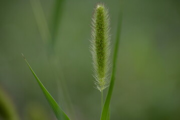 green juicy spring meadow, in spring, lawn grass, cereals, spikelet, spikelets, green herbs, in the style of minimalism beautiful bokeh, photo out of focus, abstract green drawing