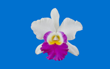 Isolated cattleya orchid flower with clipping paths.