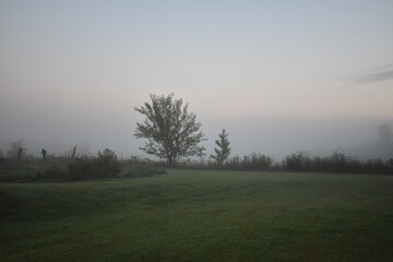 Obraz na płótnie Canvas Foggy Field