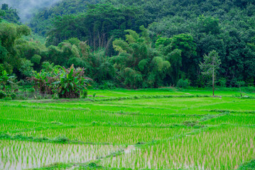 Fototapeta na wymiar rice terraces 