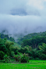 Fototapeta na wymiar green forest in the fog