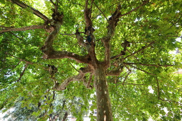Close up Image of a Oriental Plane Tree. Montecatini Terme, Tuscany, Italy.