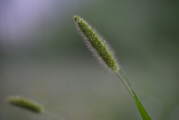 green juicy spring meadow, in spring, lawn grass, cereals, spikelet, spikelets, green herbs, in the style of minimalism beautiful bokeh, photo out of focus, abstract green drawing