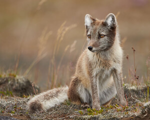 Portrait of a young Arctic Fox in Snaefellsnes National Park, Iceland.