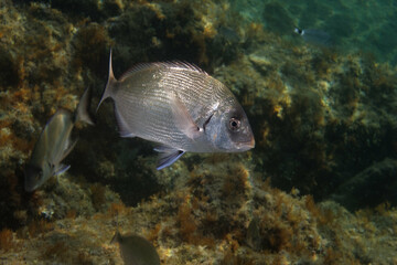 Fototapeta premium White seabream or Sargo (diplodus sargus sargus) in Mediterranean Sea