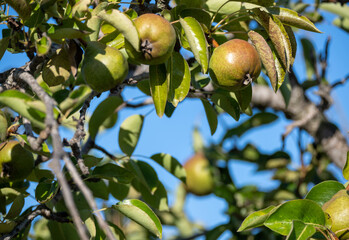 Pears on the natural branch