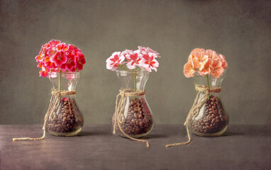 Geranium stands in vases with coffee on the table. Still life