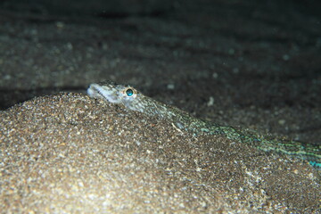 elongated fish perching on the sand at night on the seabed