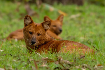 Naklejka premium dhole (Cuon alpinus) or Asiatic wild dog
