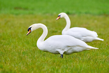 Mute swans couple eating grass on a field (Cygnus olor)