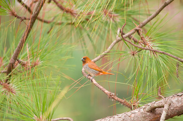 scaly-breasted munia