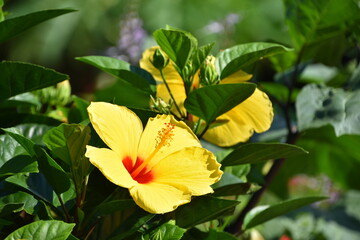 ハイビスカス