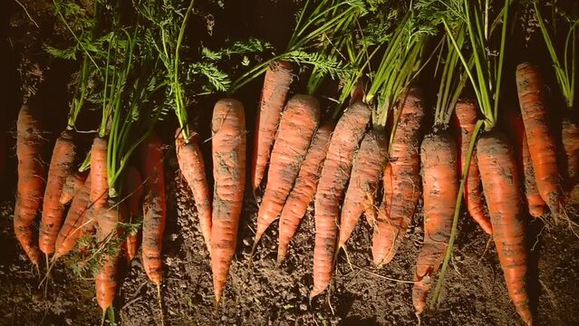 The harvest of carrot root crops lies on the ground
