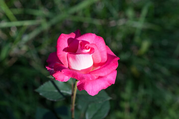 Bud beautiful rose pink color against the dark green of leaves