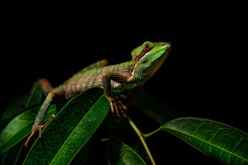 green lizard on a branch