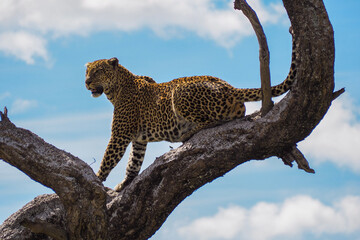 leopard in the bush © Lina