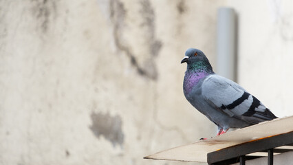 Tele-photo of Pigeon in neighbourhood