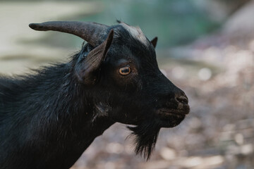 Capra Naturalistica 