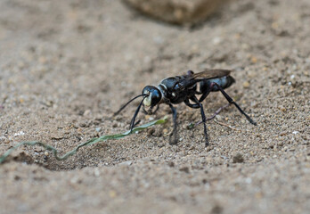 Closeup detail of sand wasp on ground in garden