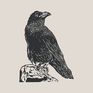 Black crow - Raven bird - vector illustration