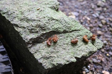 Cicada shells placed on stones.