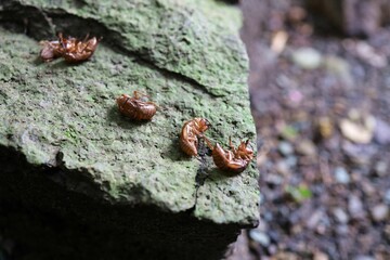 Cicada shells placed on stones. - obrazy, fototapety, plakaty
