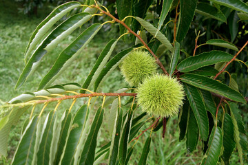 クリの実　成長中　未熟なイガ 丹波栗　8月上旬