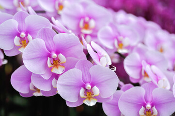 Beautiful Phalaenopsis orchid in full bloom. The cascade of pink flowers.