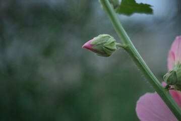 mallow flowers pink red large out of focus beautiful abstract colors background poster on green background purple abstract photography, pink mallow flowers, close-up pink mallow flowers,pink mallow 