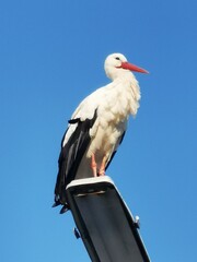 Storch vor blauem Himmel