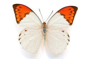 蝶の標本・ツマベニチョウ