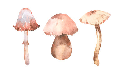 Watercolor hand painted mushroom set. Amanita, magic, nature, forest, mystical. Illustration isolated on white background. Use it for postcards, invitations, and scrapbooking.