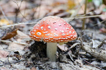 Poisonous amanita mushroom in the forest